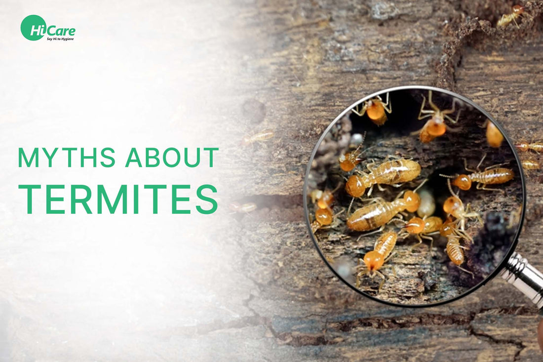 10 Myths About Termites