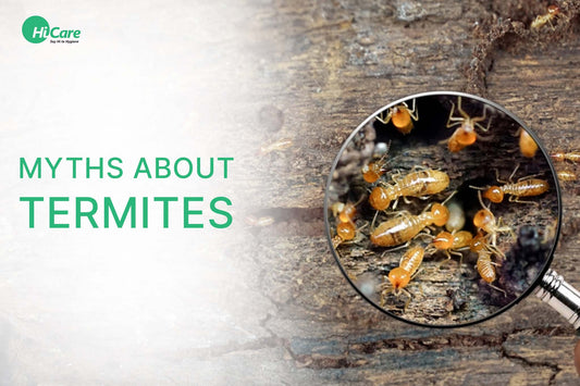 10 Myths About Termites