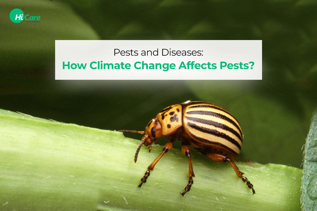 Pests and Diseases: How Climate Change Affects Pests?