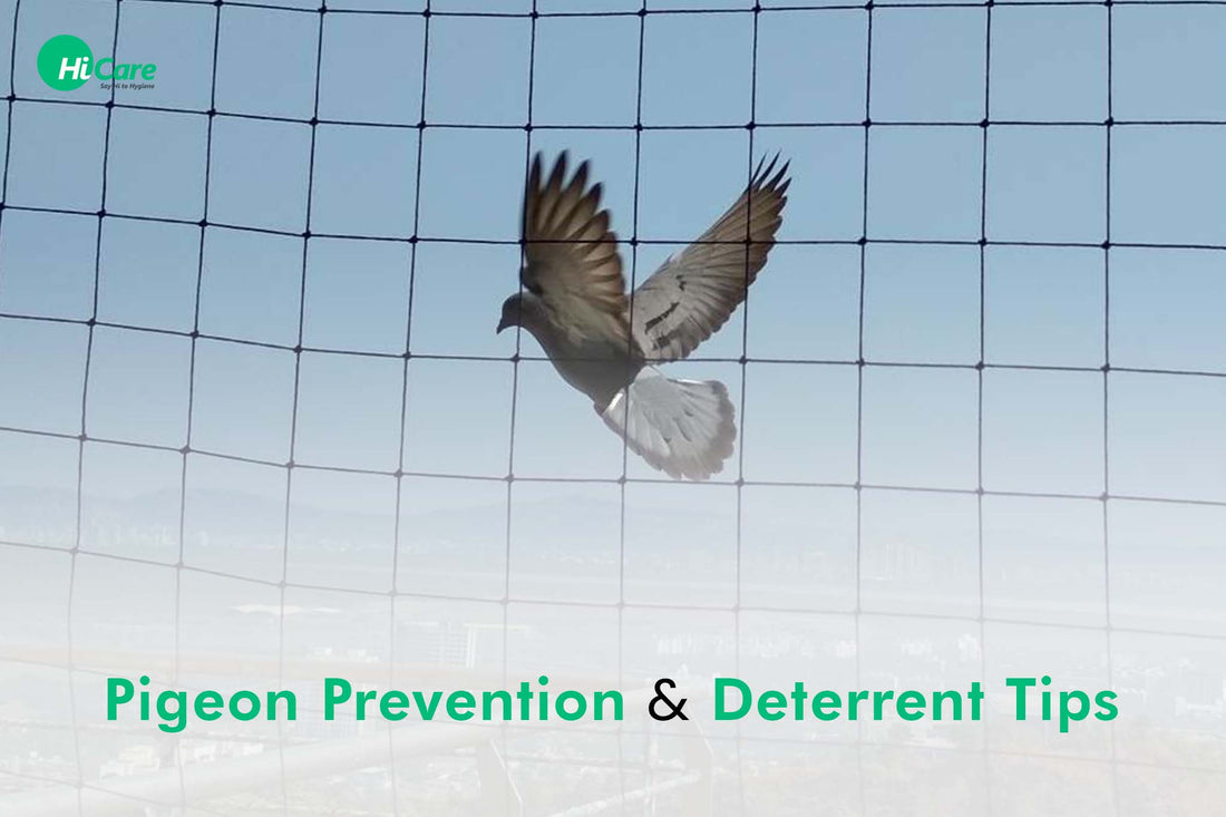 Pigeon Prevention And Deterrent Tips