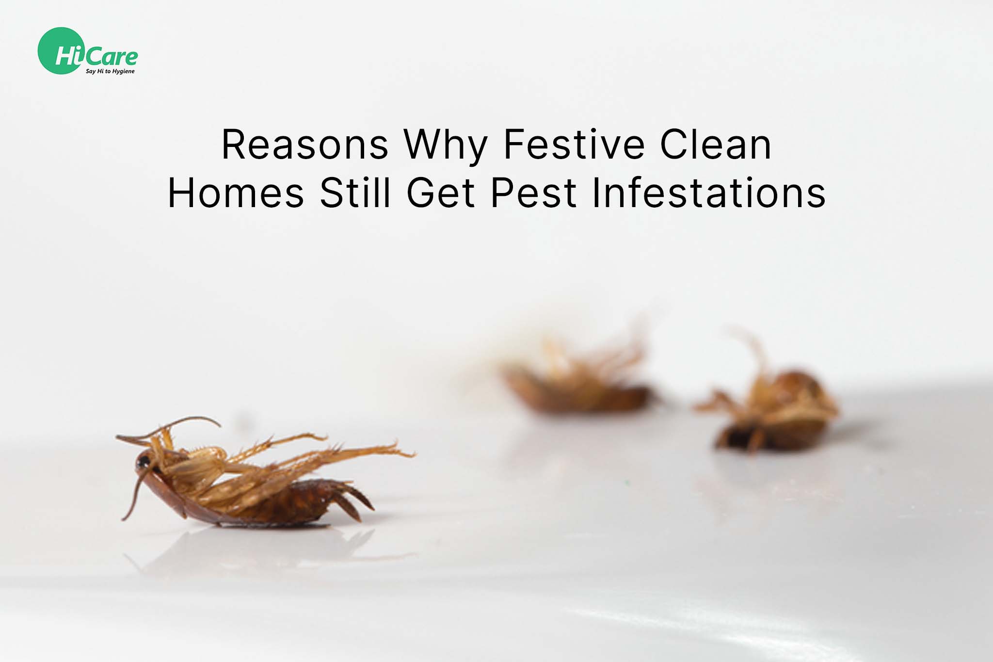 Top 5 Reasons that Invite Pests in a Festive Clean Home | HiCare ...
