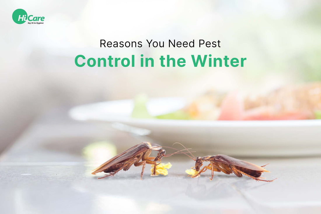7 Reasons You Need Pest Control in the Winter