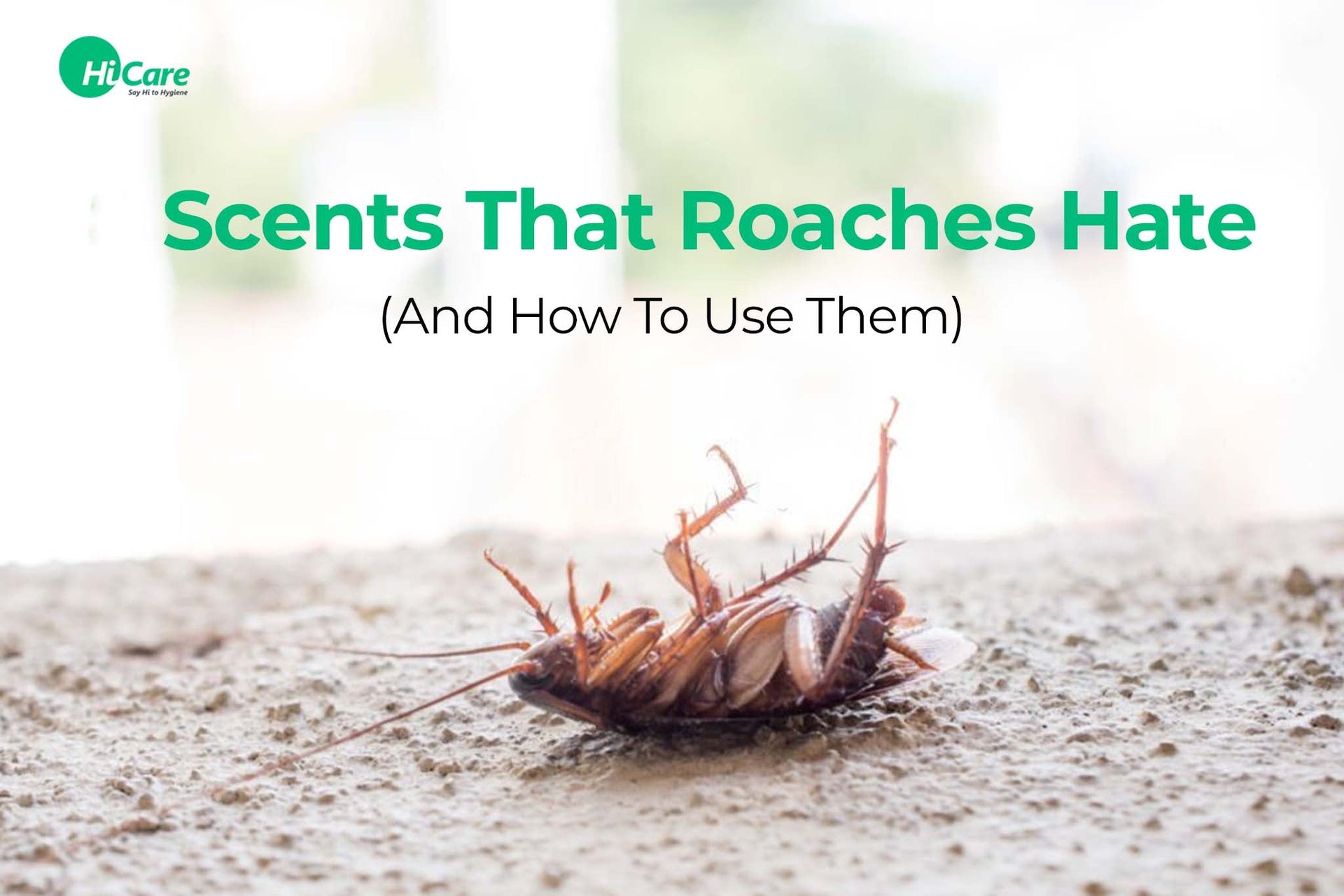 do cockroaches smell like cigarettes Top 50 Smells that Cockroaches Hate & How to Use Them