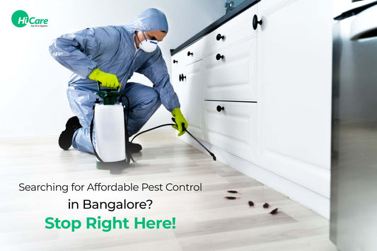 Searching for Affordable Pest Control in Bangalore? Stop Right Here!