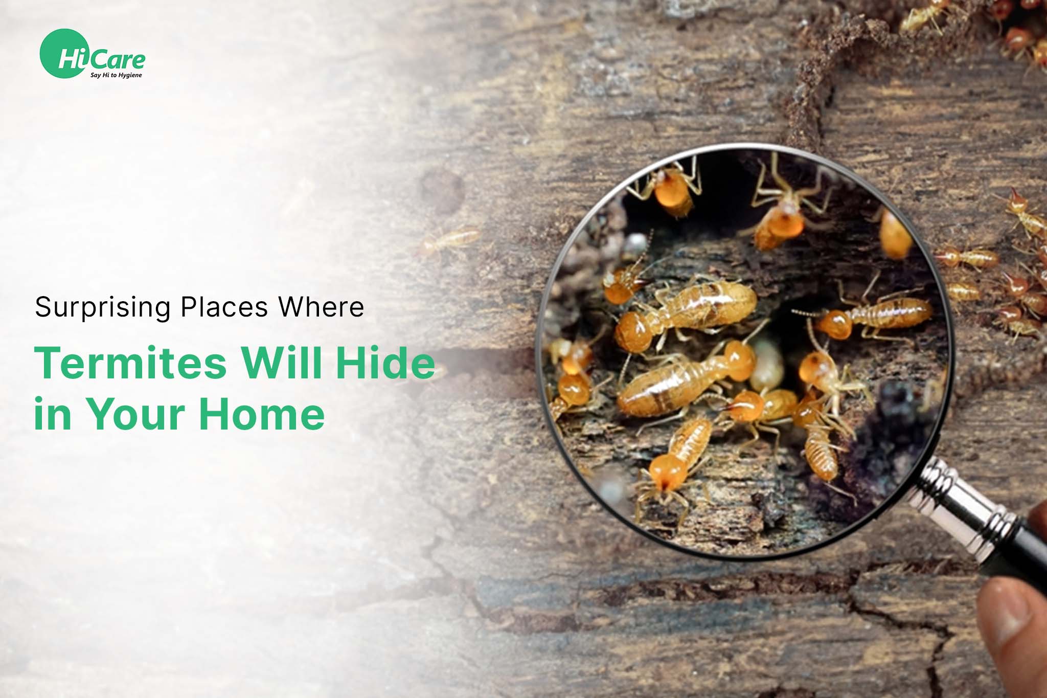 Top 5 Surprising Places in Homes Where Termites can Hide | HiCare ...