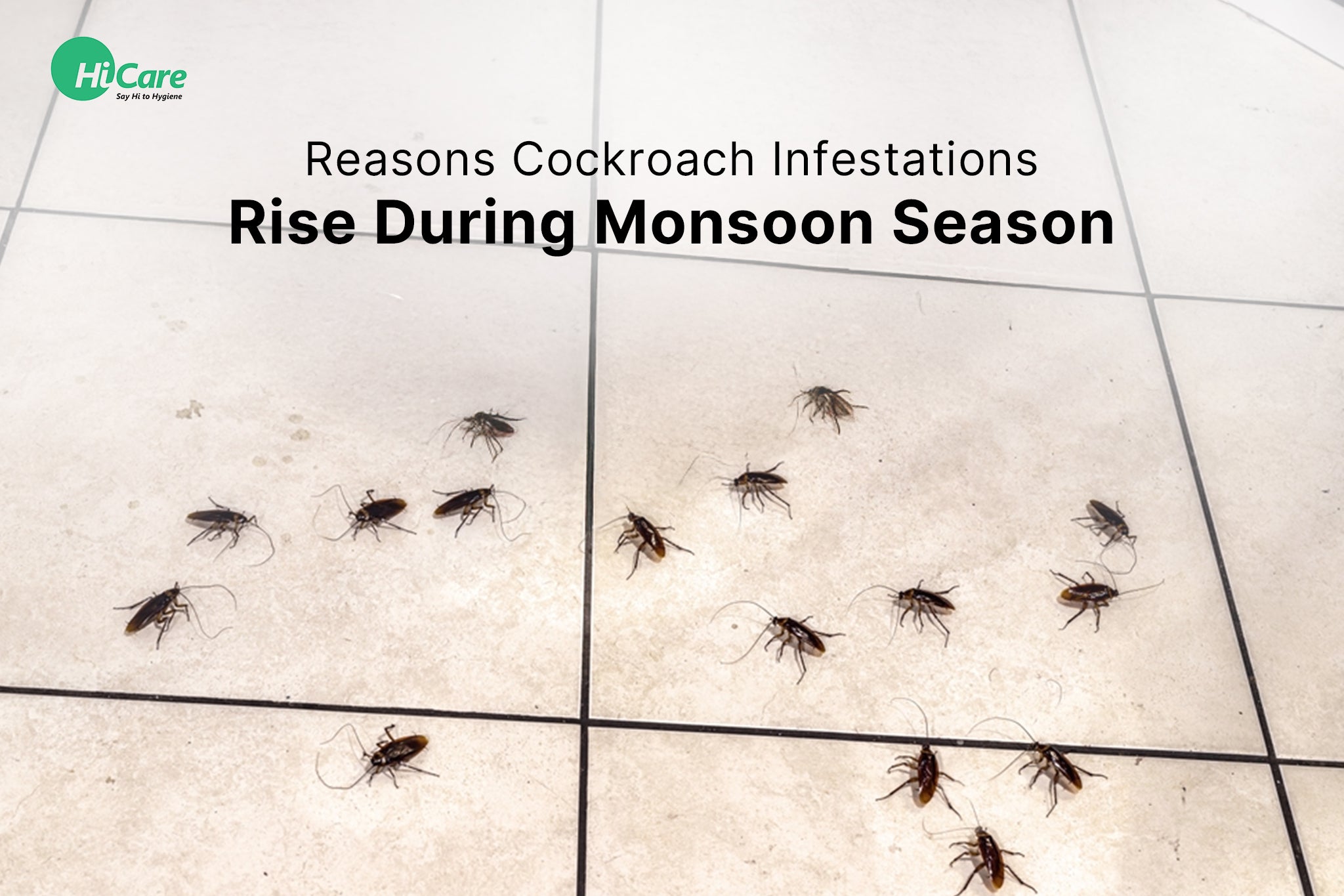 Top 10 Reasons for Increased Cockroach Infestation During Monsoon ...