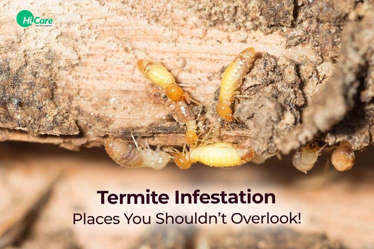 Info on Signs, Causes and Places of Termite Infestation | HiCare ...
