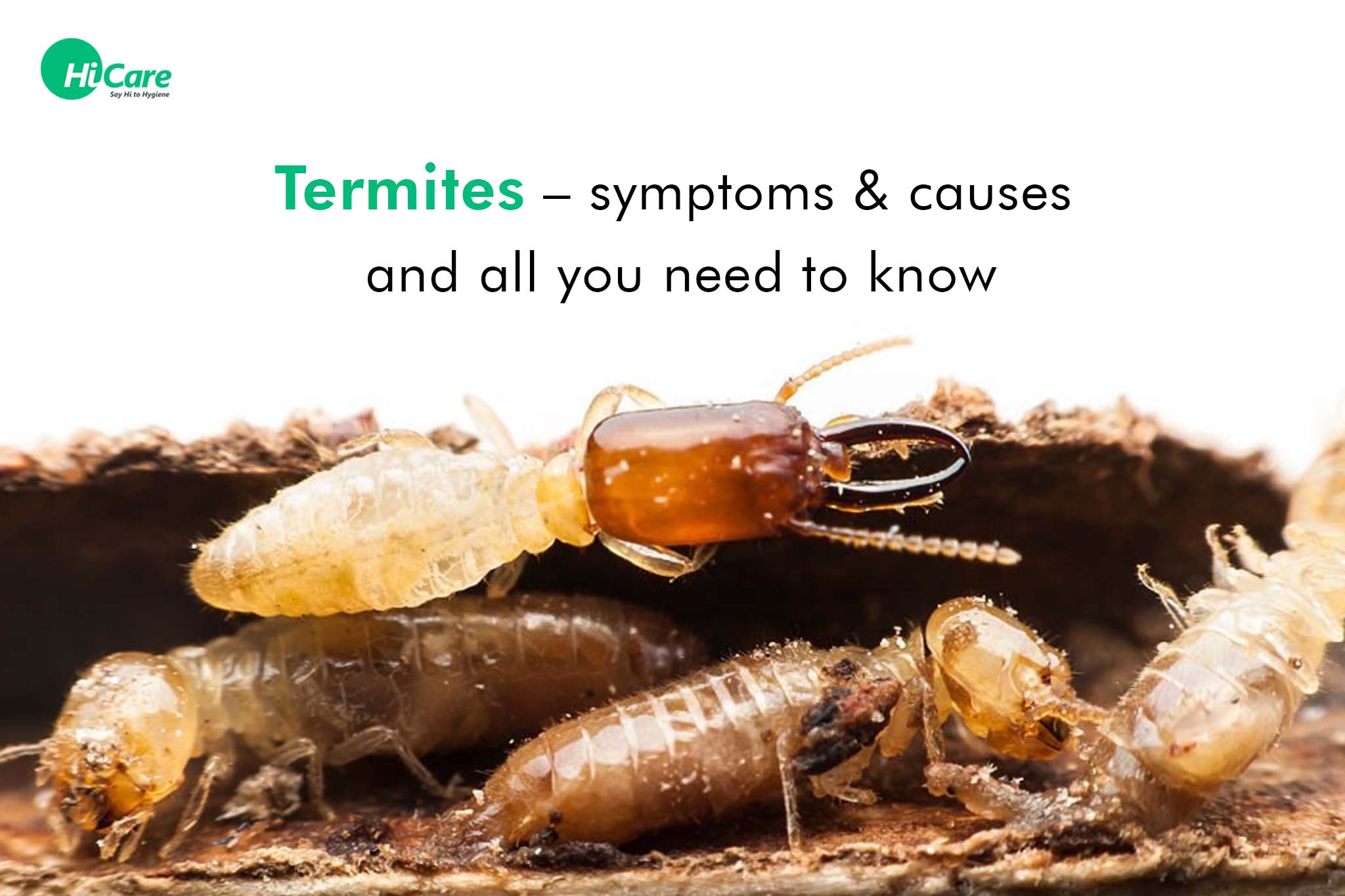 Top 10 Signs and 4 Major Causes of Termite Infestation | HiCare ...