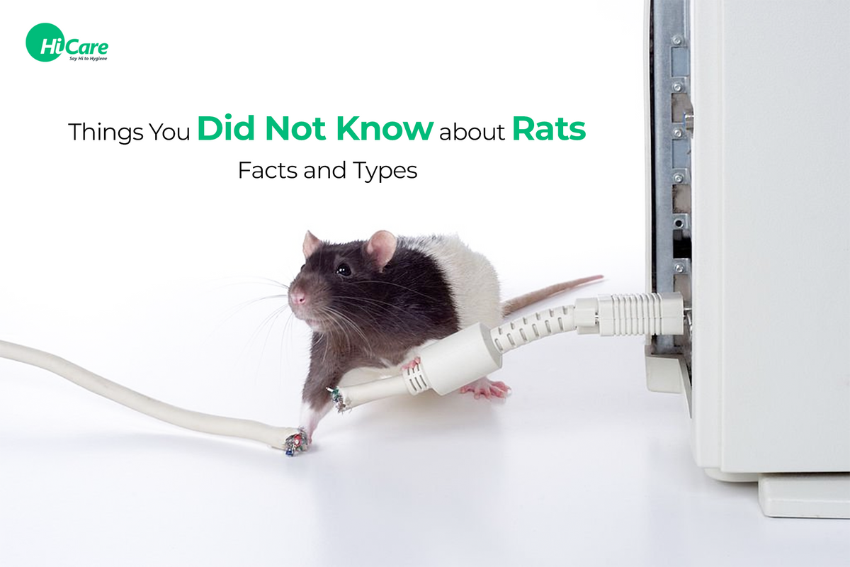 Riddles About Rats Top 15 Interesting Facts about Rats and Their Types | HiCare – HiCare ...