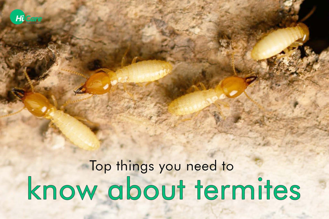 Top things you need to know about termites | HiCare