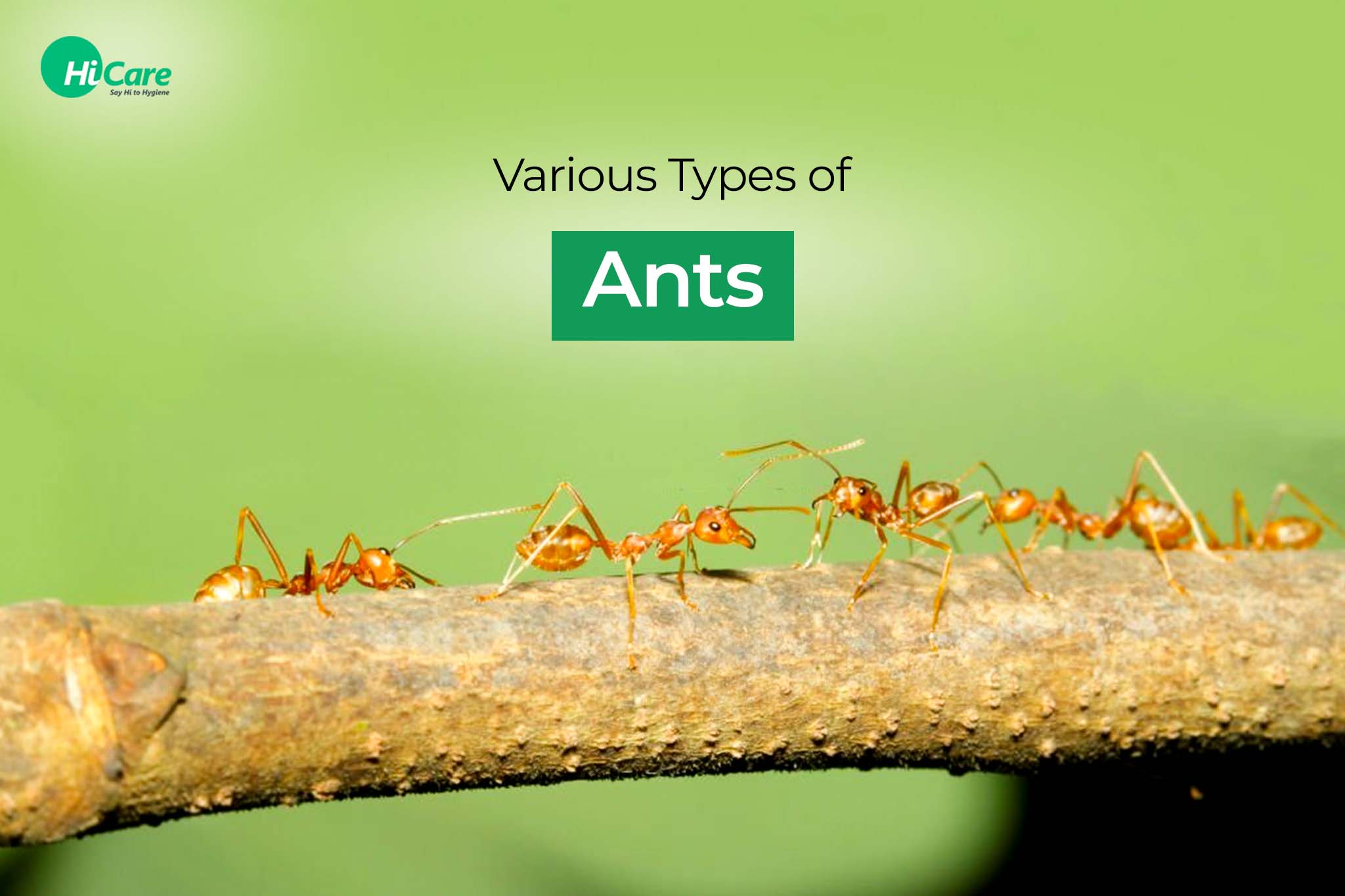 Different Types of Ants and Facts about Them | HiCare – HiCare (A ...