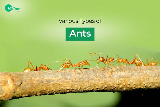 Various Types of Ants