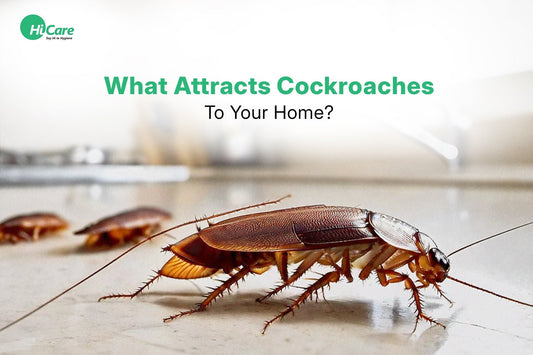 What Attracts Cockroaches To Your Home?