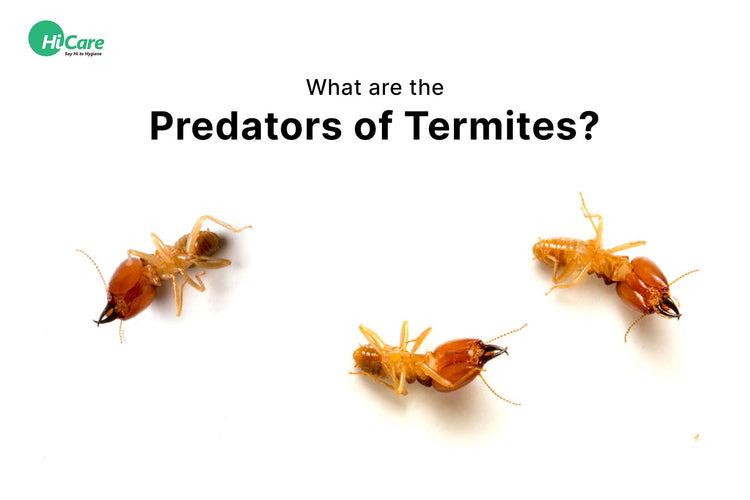 Top 5 Predators of Termites | HiCare – HiCare (A Rentokil PCI Company)