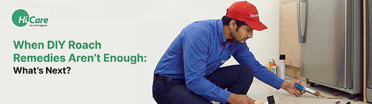 When DIY Roach Remedies Aren't Enough: What's Next?