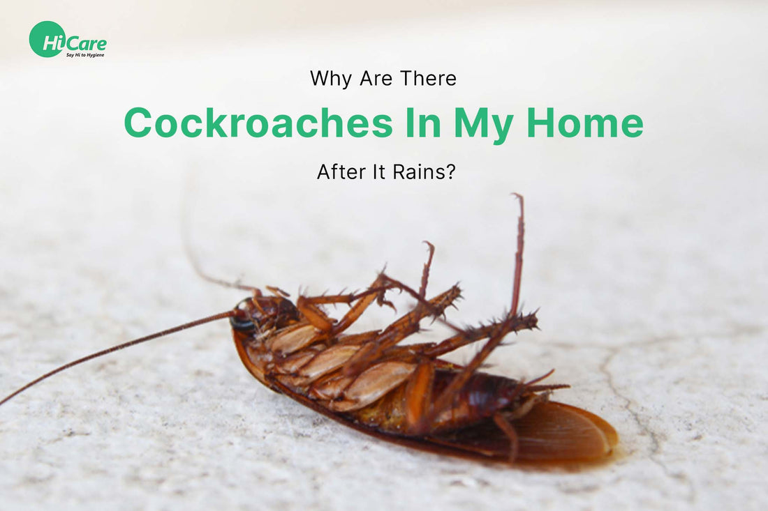 Why are There Cockroaches In My Home After It Rains?