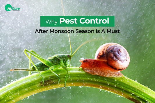 Why Pest Control After Monsoon Season is A Must