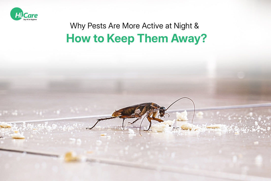 Why Pests Are More Active at Night & How to Keep Them Away?