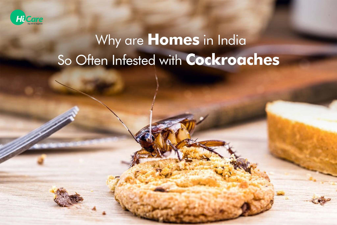 Why are Homes in India So Often Infested with Cockroaches?