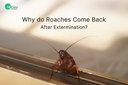 Why do Roaches Come Back After Extermination?