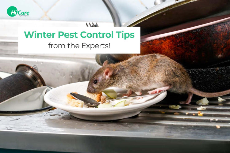 Pest Control January Top 10 Tips on Winter Pest Control | HiCare – HiCare (A Rentokil PCI ...