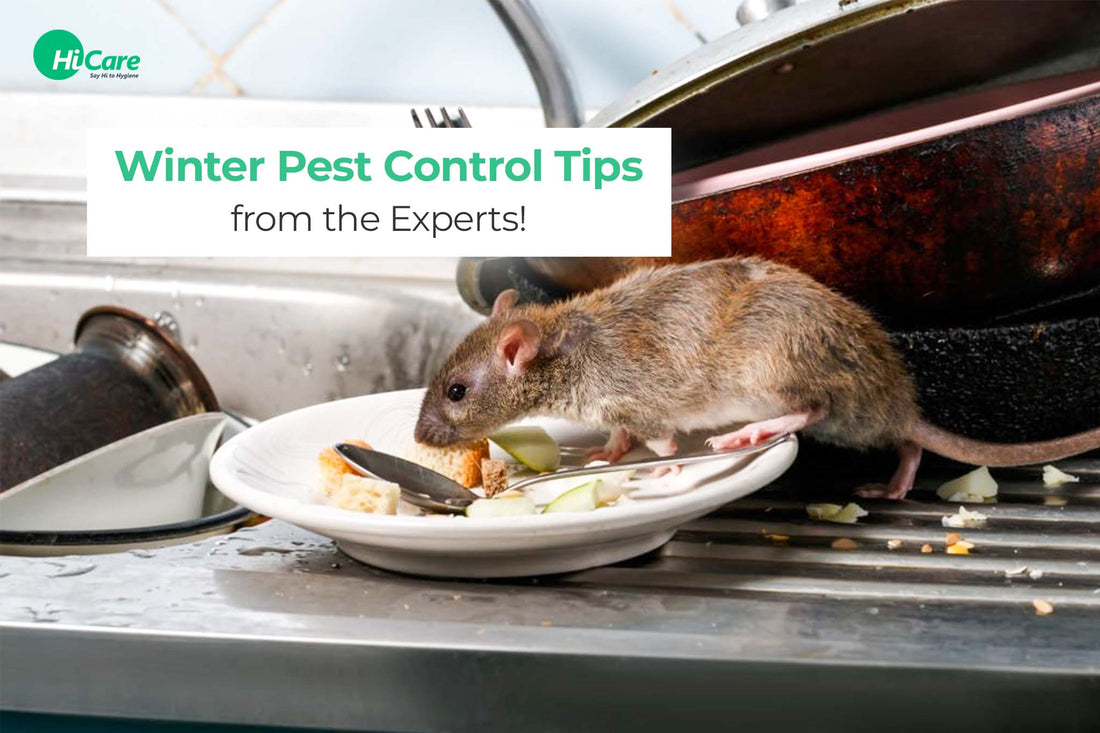 Winter Pest Control Tips from the Experts!