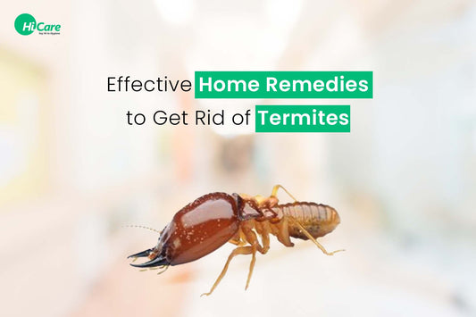 10 Effective Natural Ways to Get Rid of Termites