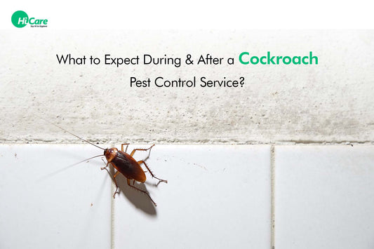 What to Expect During and After a Cockroach Pest Control Service