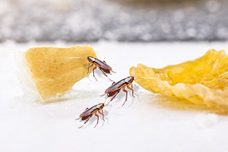 Cockroach