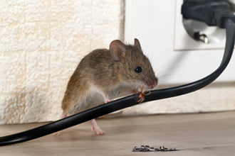 Rodents