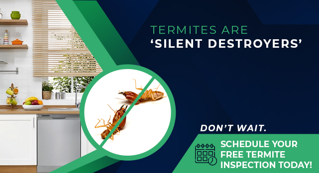 Termite Control 1 year warranty