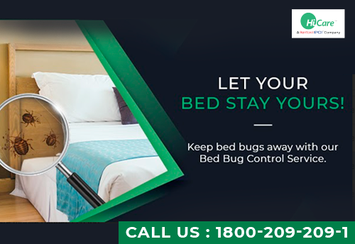 Bed Bugs Pest Control