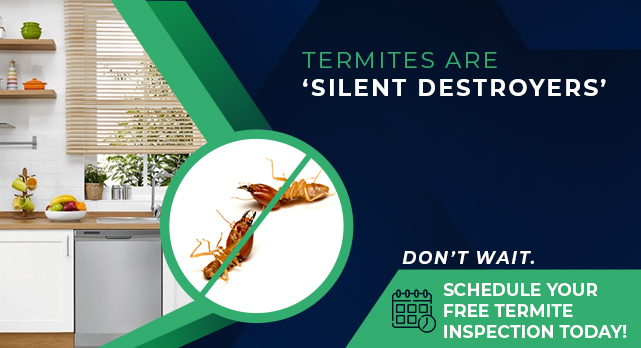 Termite Treatment