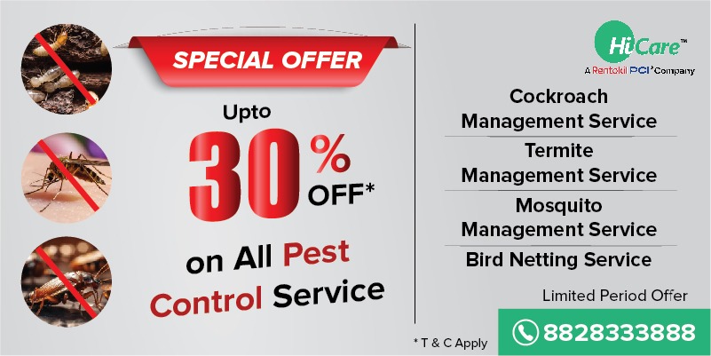Wood Borer Treatment